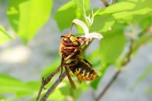 Un frlon posé sur une branche de fruitier