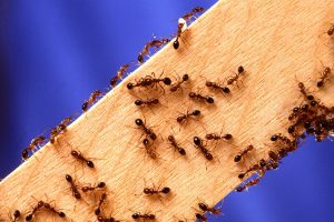 Une colonie de fourmis sur une planche de bois