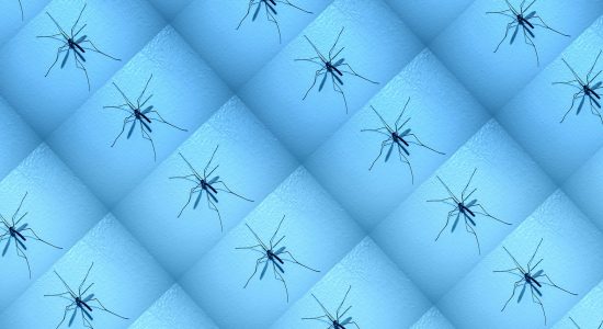 Des moustiques installés sur un mur bleu