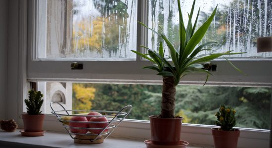 fenêtre ouverte avec plantes et saladier de pommes sur le rebord