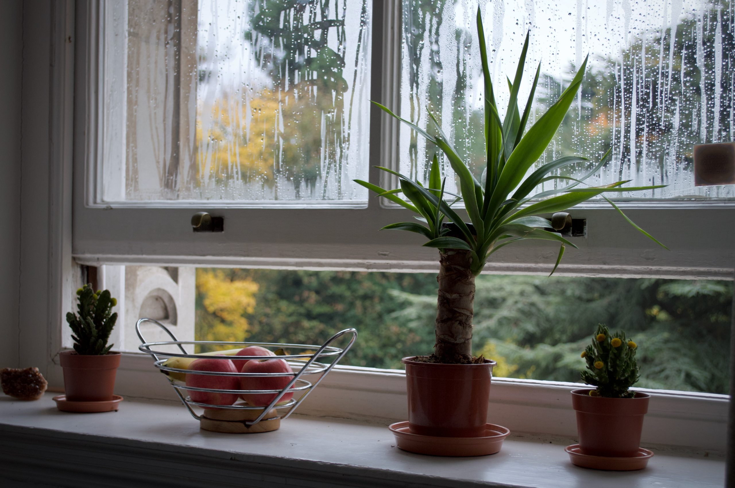 fenêtre ouverte avec plantes et saladier de pommes sur le rebord